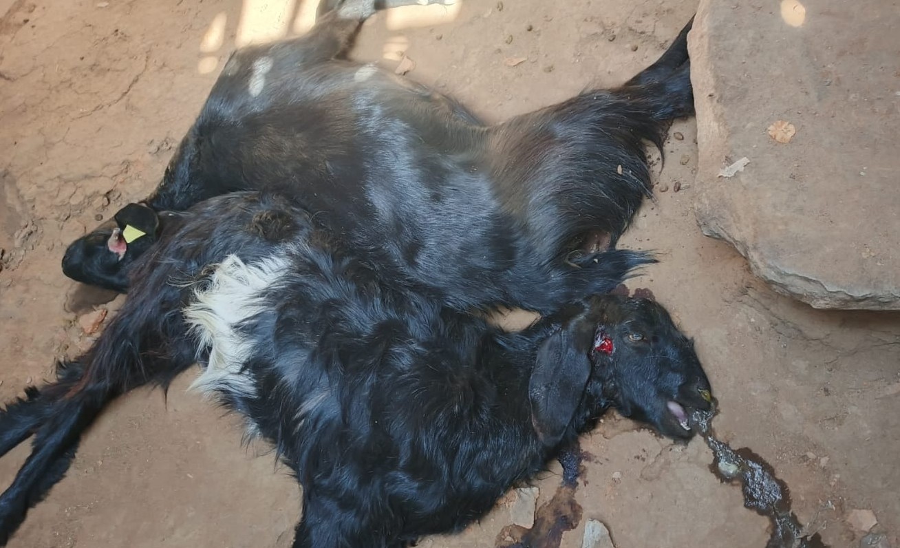 तेंदुए ने केलूपोश मकान में घुसकर 3 बकरियों को बनाया निवाला